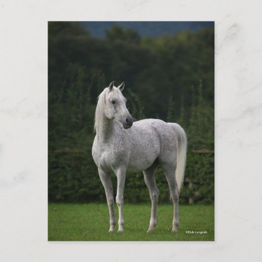 Bob Langrish | Grauer Arabischer Stallion Stehend Postkarte (Vorderseite)
