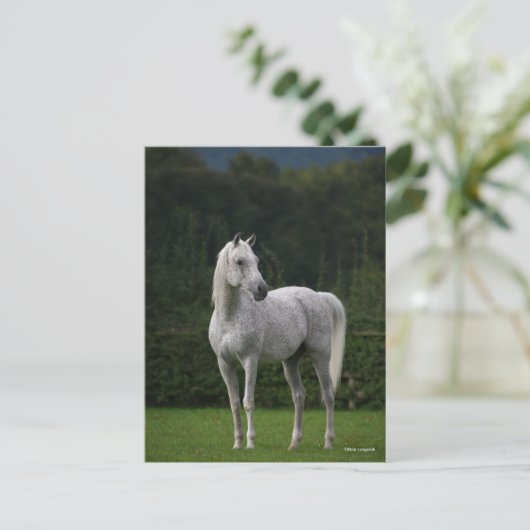 Bob Langrish | Grauer Arabischer Stallion Stehend Postkarte (Stehend Vorderseite)
