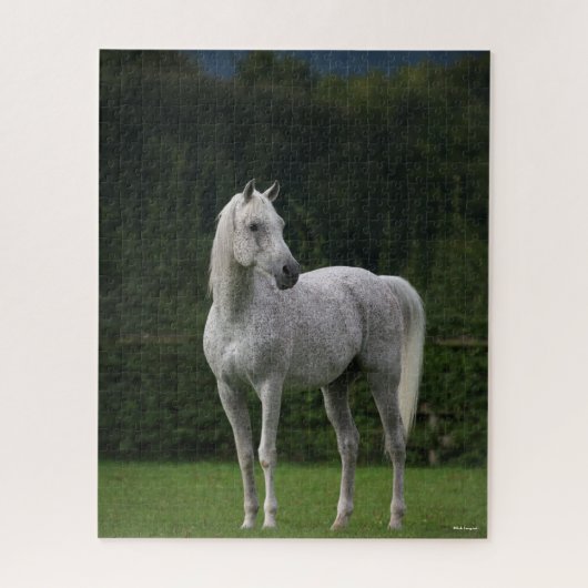 Bob Langrish | Grauer Arabischer Stallion Stehend Puzzle (Vertikal)