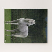 Bob Langrish | Grauer Arabischer Stallion Stehend Puzzle (Horizontal)