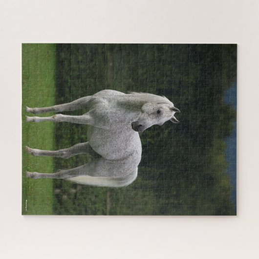 Bob Langrish | Grauer Arabischer Stallion Stehend Puzzle (Horizontal)