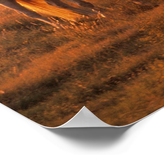 Bob Langrish | Grauer Arabischer Stehend bei Sunse Poster (Ecke)