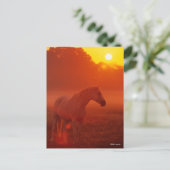 Bob Langrish | Grauer Arabischer Stehend bei Sunse Postkarte (Stehend Vorderseite)