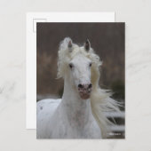 Bob Langrish | Grauer Friesian Appaloosa-Headshot Postkarte (Vorne/Hinten)