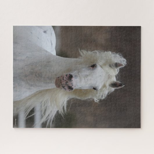 Bob Langrish | Grauer Friesian Appaloosa-Headshot Puzzle (Horizontal)