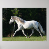 Bob Langrish | Grauer Lusitano Stallion Poster (Vorne)