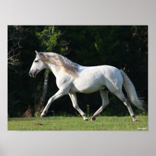 Bob Langrish   Grauer Lusitano Stallion Poster
