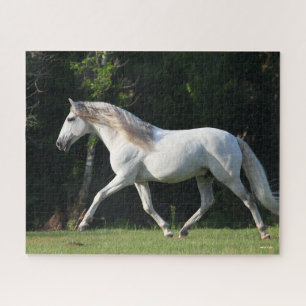 Bob Langrish   Grauer Lusitano Stallion Puzzle