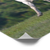 Bob Langrish | Grauer Lusitano-Stallion Running Poster (Ecke)