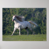 Bob Langrish | Grauer Lusitano-Stallion Running Poster (Vorne)