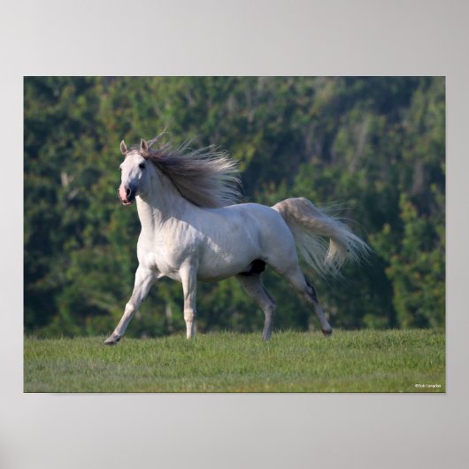 Bob Langrish | Grauer Lusitano-Stallion Running Poster (Vorne)