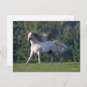 Bob Langrish | Grauer Lusitano-Stallion Running Postkarte (Vorne/Hinten)