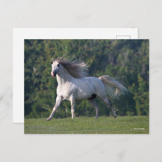 Bob Langrish | Grauer Lusitano-Stallion Running Postkarte (Vorne/Hinten)
