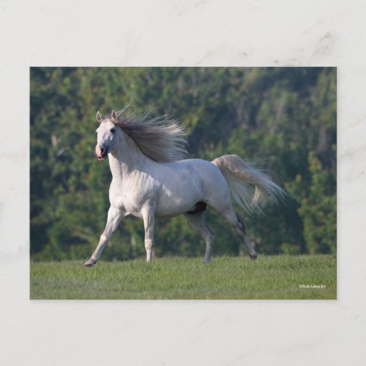 Bob Langrish | Grauer Lusitano-Stallion Running Postkarte (Vorderseite)