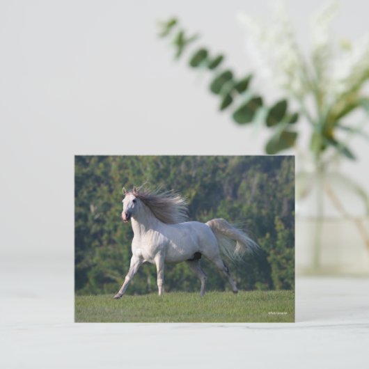 Bob Langrish | Grauer Lusitano-Stallion Running Postkarte (Stehend Vorderseite)