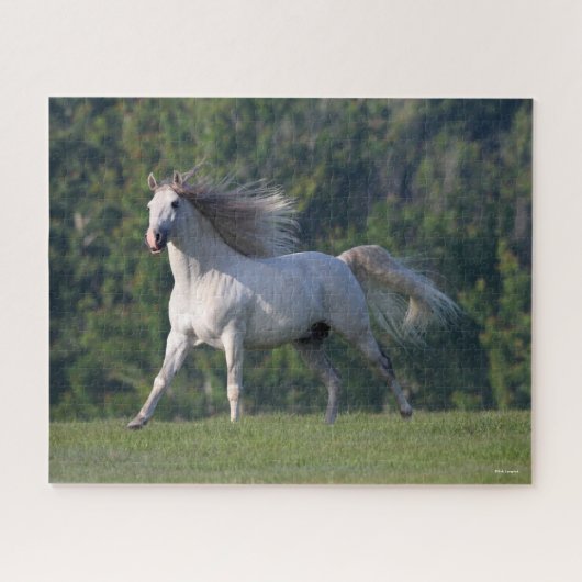 Bob Langrish | Grauer Lusitano-Stallion Running Puzzle (Horizontal)