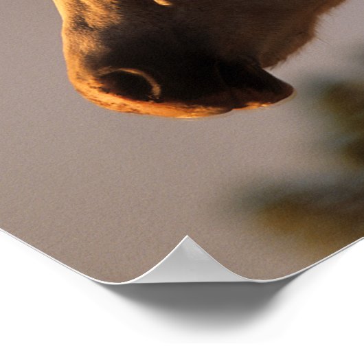 Bob Langrish | Grauer Stehender Backlit Headshot Poster (Ecke)