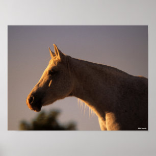 Bob Langrish   Grauer Stehender Backlit Headshot Poster