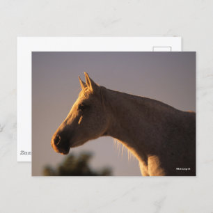 Bob Langrish   Grauer Stehender Backlit Headshot Postkarte