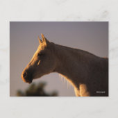 Bob Langrish | Grauer Stehender Backlit Headshot Postkarte (Vorderseite)