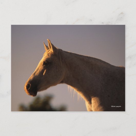 Bob Langrish | Grauer Stehender Backlit Headshot Postkarte (Vorderseite)