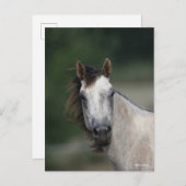 Bob Langrish | Grauer Viertelpferd Postkarte (Vorne/Hinten)