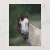 Bob Langrish | Grauer Viertelpferd Postkarte (Vorderseite)