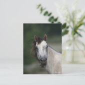 Bob Langrish | Grauer Viertelpferd Postkarte (Stehend Vorderseite)