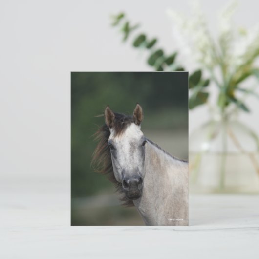 Bob Langrish | Grauer Viertelpferd Postkarte (Stehend Vorderseite)