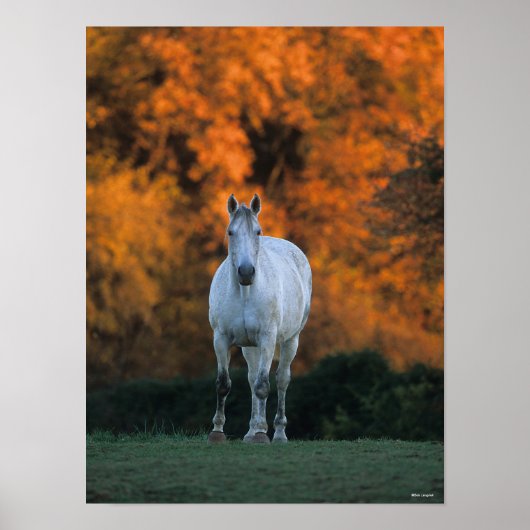 Bob Langrish | Grauer Warmblut Stehend Herbst Poster (Vorne)