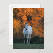 Bob Langrish | Grauer Warmblut Stehend Herbst Postkarte (Vorne/Hinten)