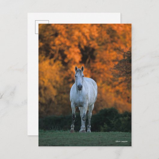 Bob Langrish | Grauer Warmblut Stehend Herbst Postkarte (Vorne/Hinten)