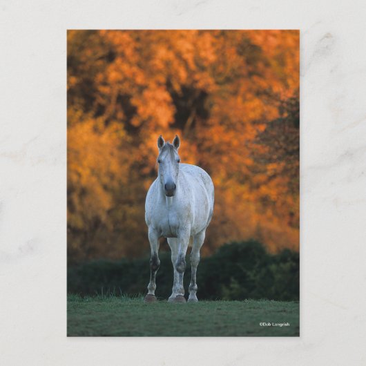Bob Langrish | Grauer Warmblut Stehend Herbst Postkarte (Vorderseite)