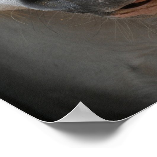 Bob Langrish | Grauer Welsh Pony Tongue Out Headsh Poster (Ecke)