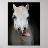 Bob Langrish | Grauer Welsh Pony Tongue Out Headsh Poster (Vorne)