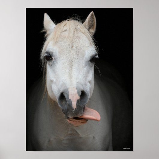 Bob Langrish | Grauer Welsh Pony Tongue Out Headsh Poster (Vorne)