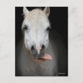 Bob Langrish | Grauer Welsh Pony Tongue Out Headsh Postkarte (Vorderseite)
