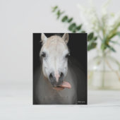 Bob Langrish | Grauer Welsh Pony Tongue Out Headsh Postkarte (Stehend Vorderseite)