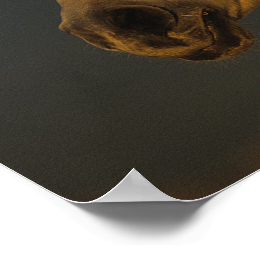 Bob Langrish | Graues arabisches Headshot in Sunse Poster (Ecke)