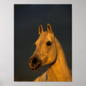 Bob Langrish | Graues arabisches Headshot in Sunse Poster (Vorne)