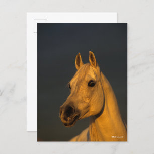 Bob Langrish   Graues arabisches Headshot in Sunse Postkarte