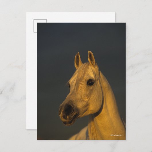 Bob Langrish | Graues arabisches Headshot in Sunse Postkarte (Vorne/Hinten)