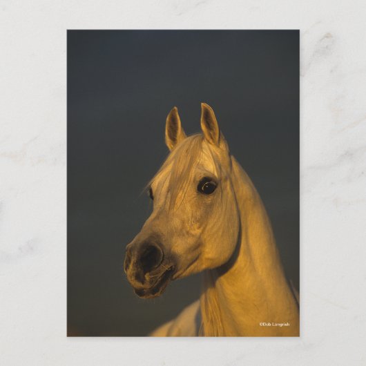 Bob Langrish | Graues arabisches Headshot in Sunse Postkarte (Vorderseite)