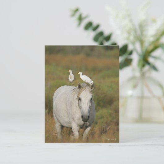 Bob Langrish | Graues Camargue-Pferd mit zwei Vöge Postkarte (Stehend Vorderseite)