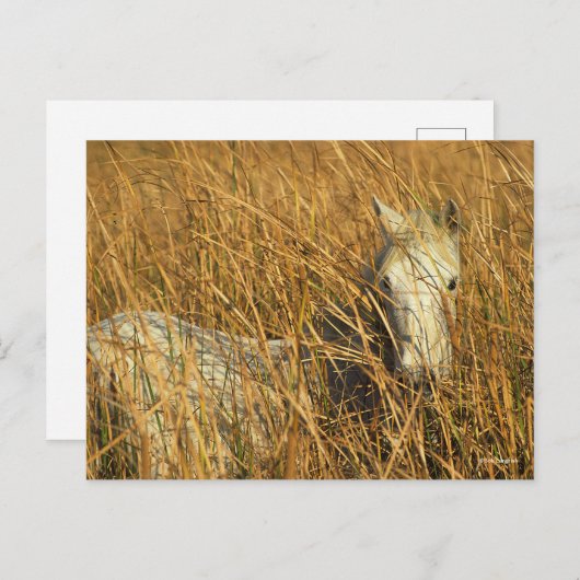 Bob Langrish | Graues Camargue Pony Lying in Reeds Postkarte (Vorne/Hinten)