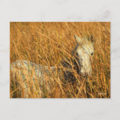 Bob Langrish | Graues Camargue Pony Lying in Reeds Postkarte (Vorderseite)