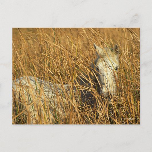 Bob Langrish | Graues Camargue Pony Lying in Reeds Postkarte (Vorderseite)