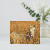 Bob Langrish | Graues Camargue Pony Lying in Reeds Postkarte (Stehend Vorderseite)