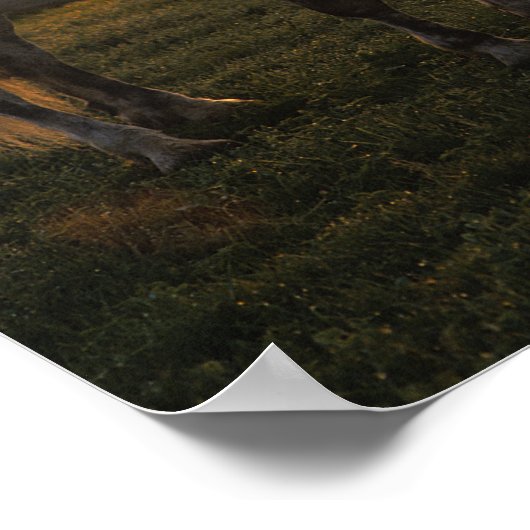 Bob Langrish | Graues Percheron Stehend im Sonnenu Poster (Ecke)