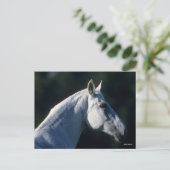 Bob Langrish | Graues Warmblut Stehender Headshot Postkarte (Stehend Vorderseite)